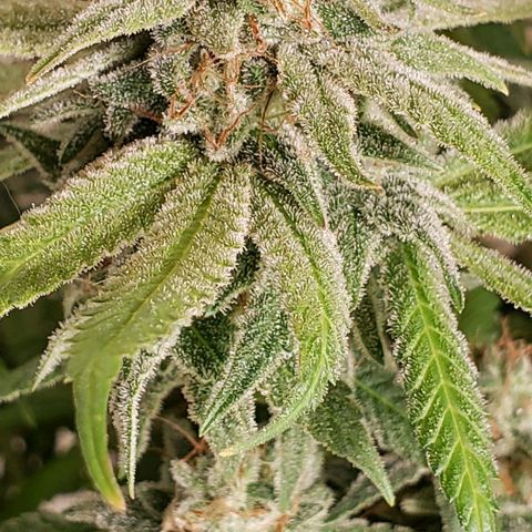 Hot Mess growlog photo: <10% amber