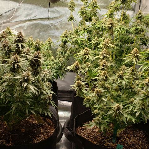 T-Dub (Trainwreck Heirloom) growlog timeline photo