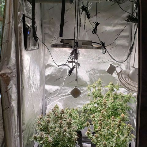 T-Dub (Trainwreck Heirloom) growlog timeline photo