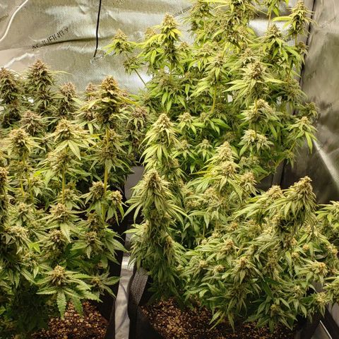 T-Dub (Trainwreck Heirloom) growlog timeline photo