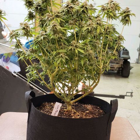 Hot Mess growlog photo: Chop day