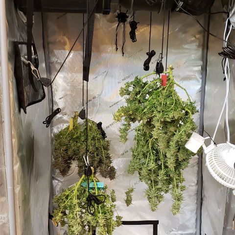 T-Dub (Trainwreck Heirloom) growlog timeline photo