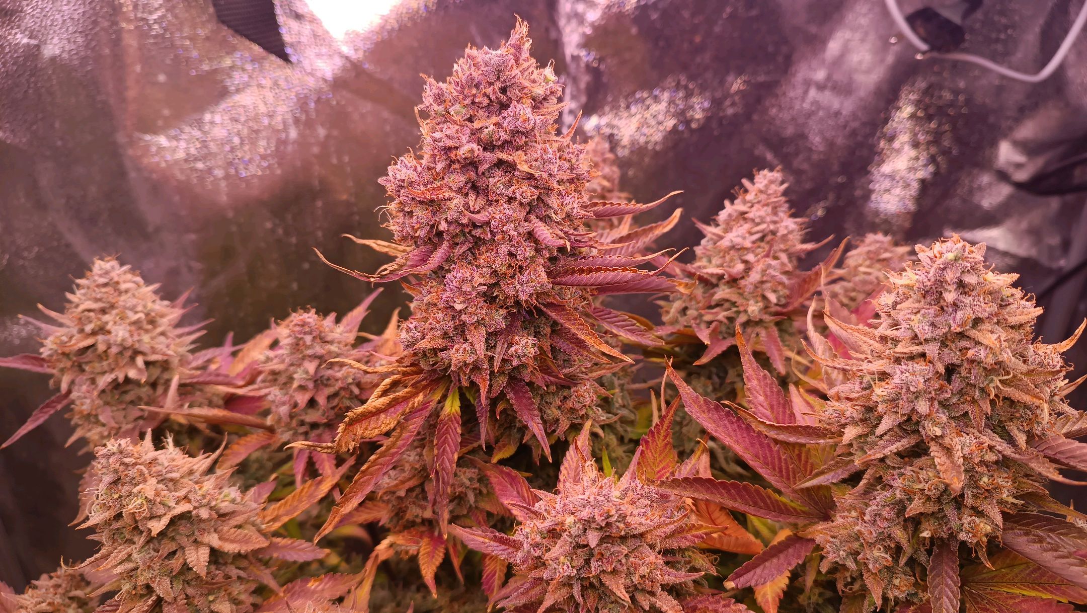 Gorilla Punch Auto π¦π₯π growlog header
