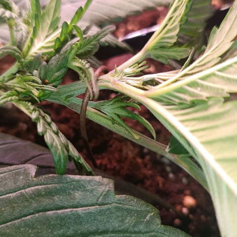 Gorilla Punch Auto 🦍🥊🚗 growlog photo: Triebe aufgeteilt 🌿↔️🌿