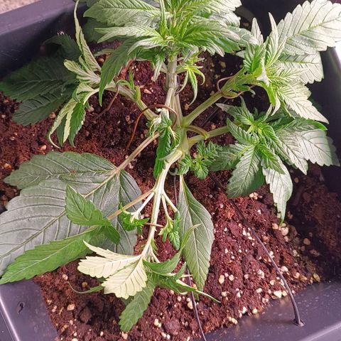 Gorilla Punch Auto 🦍🥊🚗 growlog photo: Triebe aufgeteilt 🌿↔️🌿