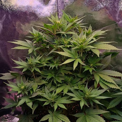 Gorilla Punch Auto 🦍🥊🚗 growlog photo: Pflanze 'prayed' 🧘🏼