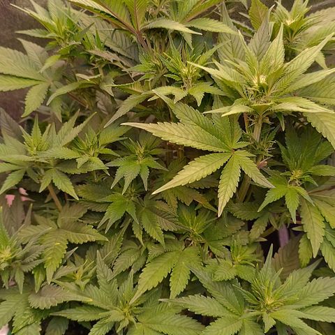 Gorilla Punch Auto 🦍🥊🚗 growlog photo: Pflanze 'prayed' 🧘🏼