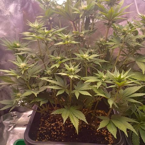 Gorilla Punch Auto 🦍🥊🚗 growlog photo: Stretch ist abgeschlossen 📏❌