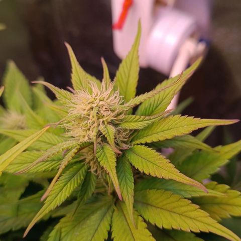 Gorilla Punch Auto 🦍🥊🚗 growlog photo: Trichomproduktion setzt 1 