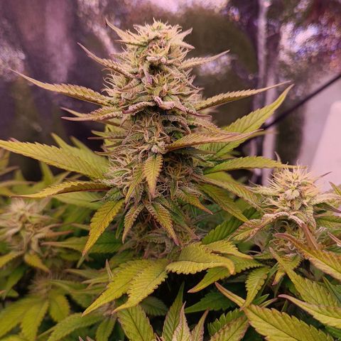 Gorilla Punch Auto 🦍🥊🚗 growlog photo: Buds schwellen an ⚓📏