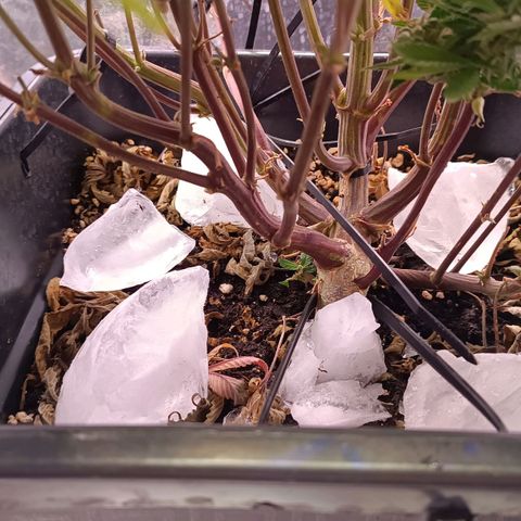 Gorilla Punch Auto 🦍🥊🚗 growlog photo: Ice im Cup 🧊