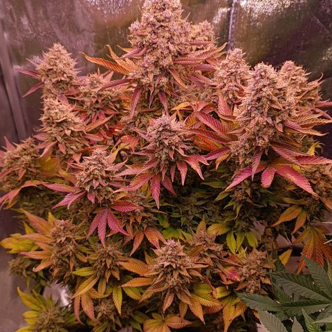 Gorilla Punch Auto 🦍🥊🚗 growlog photo: Ice im Cup 🧊