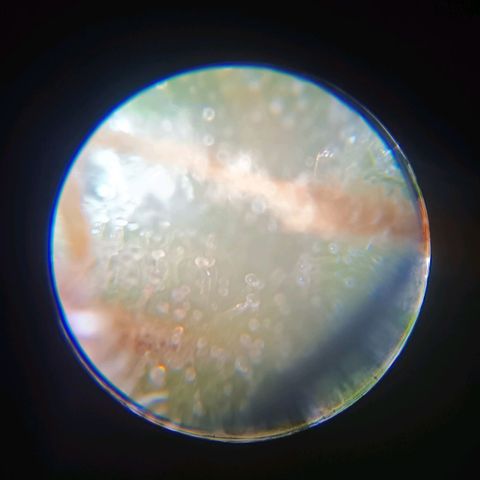 Gorilla Punch Auto 🦍🥊🚗 growlog photo: Ab jetzt werden Trichome kontrolliert, noch alles klar 💎