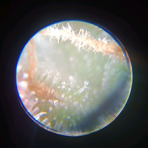 Gorilla Punch Auto 🦍🥊🚗 growlog photo: Ab jetzt werden Trichome kontrolliert, noch alles klar 💎