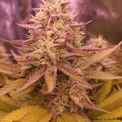 Gorilla Punch Auto 🦍🥊🚗 growlog photo: Das erste Mal crushed Ice gegeben zum Purpeln, sie wird lila 💜