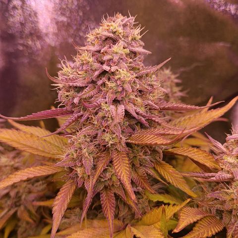 Gorilla Punch Auto 🦍🥊🚗 growlog photo: Die Blätter verfälrben sich, ich dünge noch einmal ordentlich 🍁 
Home Stretch 🛸