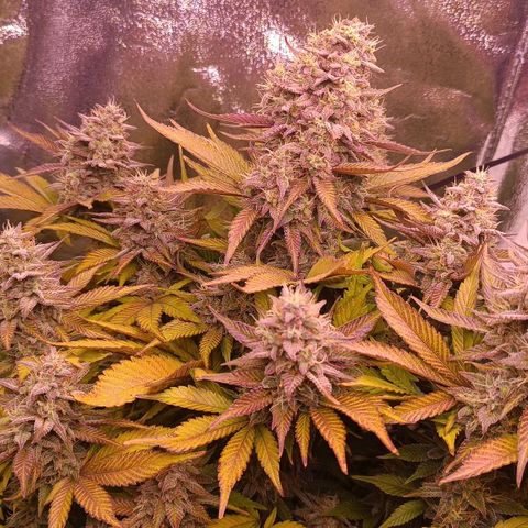 Gorilla Punch Auto 🦍🥊🚗 growlog photo: Die Blätter verfälrben sich, ich dünge noch einmal ordentlich 🍁 
Home Stretch 🛸