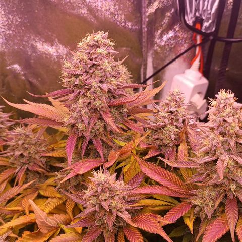 Gorilla Punch Auto 🦍🥊🚗 growlog photo: Sie wird richtig bunt 🟢🟡🟠🔴🟣