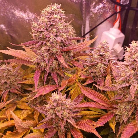 Gorilla Punch Auto 🦍🥊🚗 growlog photo: Sie wird richtig bunt 🟢🟡🟠🔴🟣