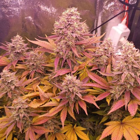 Gorilla Punch Auto 🦍🥊🚗 growlog photo: Sie wird richtig bunt 🟢🟡🟠🔴🟣