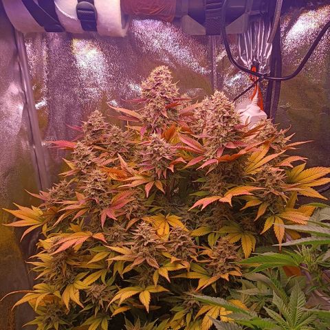 Gorilla Punch Auto 🦍🥊🚗 growlog photo: Sie wird richtig bunt 🟢🟡🟠🔴🟣