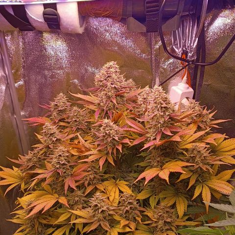 Gorilla Punch Auto 🦍🥊🚗 growlog photo: Sie wird richtig bunt 🟢🟡🟠🔴🟣