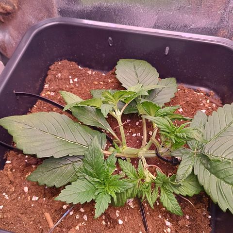 Gorilla Punch Auto 🦍🥊🚗 growlog photo: Neue Triebe runterbinden 🌿⤵️