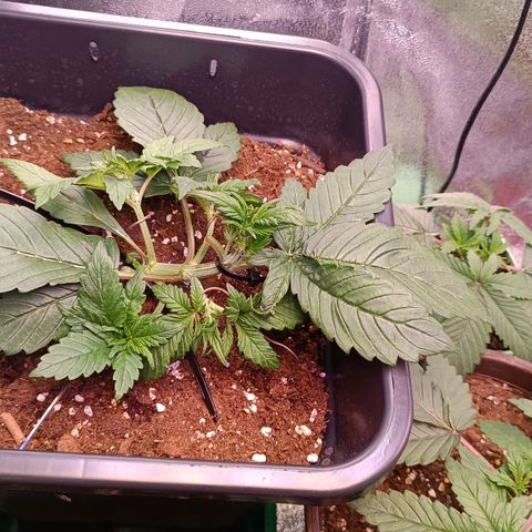 Gorilla Punch Auto 🦍🥊🚗 growlog photo: Neue Triebe runterbinden 🌿⤵️