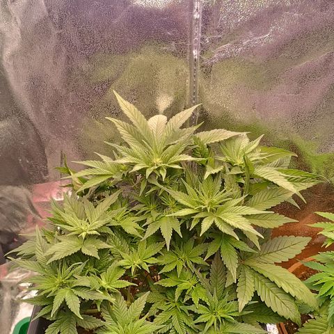 Gorilla Punch Auto 🦍🥊🚗 growlog photo: Xtra buschig geworden 🌳