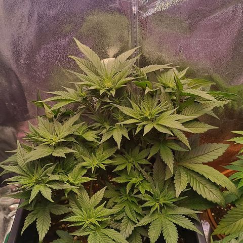 Gorilla Punch Auto 🦍🥊🚗 growlog photo: Xtra buschig geworden 🌳