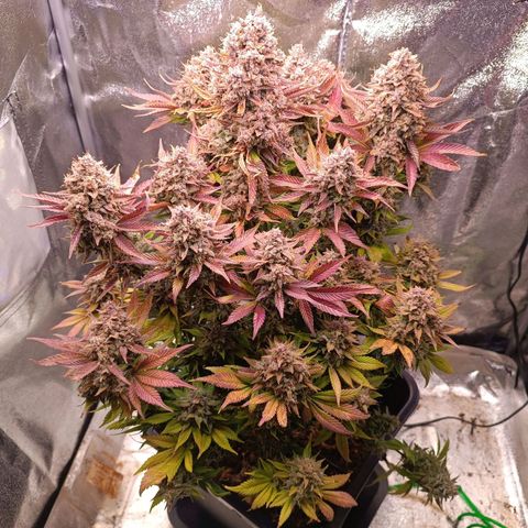 Gorilla Punch Auto 🦍🥊🚗 growlog photo: 1 Tag vor der Ernte Dump 😂