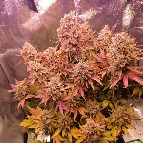 Gorilla Punch Auto 🦍🥊🚗 growlog photo: 1 Tag vor der Ernte Dump 😂