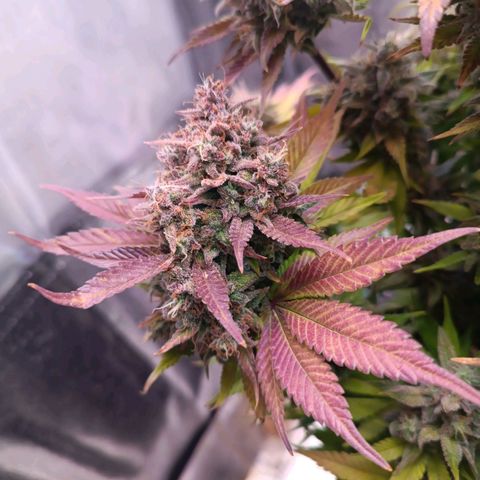 Gorilla Punch Auto 🦍🥊🚗 growlog photo: 1 Tag vor der Ernte Dump 😂