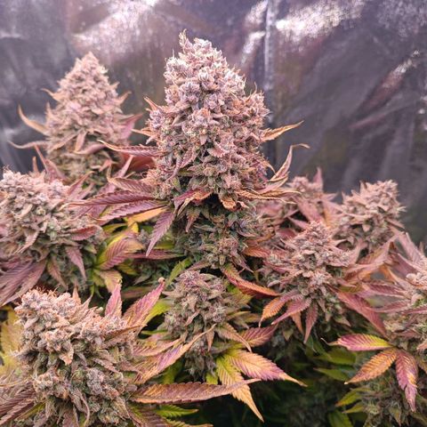 Gorilla Punch Auto 🦍🥊🚗 growlog photo: 1 Tag vor der Ernte Dump 😂