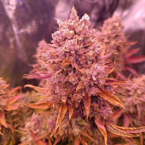 Gorilla Punch Auto 🦍🥊🚗 growlog photo: 1 Tag vor der Ernte Dump 😂