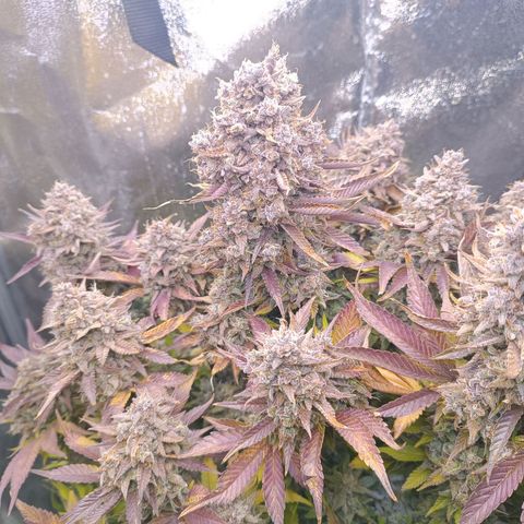 Gorilla Punch Auto 🦍🥊🚗 growlog photo: Erntemann Schneidmeyer ✂️🥦🌷