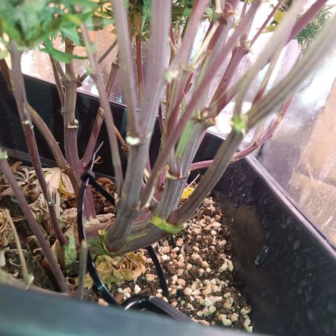 Gorilla Punch Auto 🦍🥊🚗 growlog photo: Erntemann Schneidmeyer ✂️🥦🌷