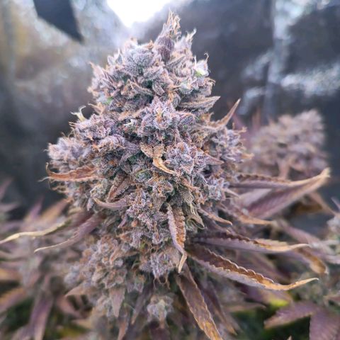 Gorilla Punch Auto 🦍🥊🚗 growlog photo: Erntemann Schneidmeyer ✂️🥦🌷