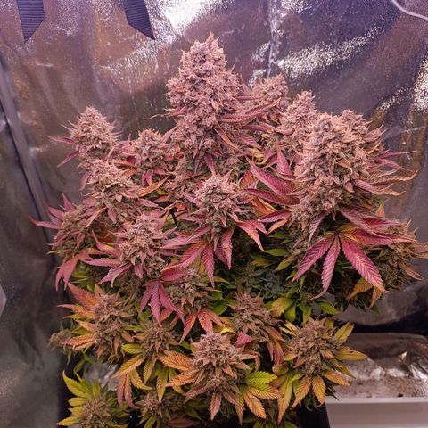 Gorilla Punch Auto 🦍🥊🚗 growlog photo: Erntemann Schneidmeyer ✂️🥦🌷