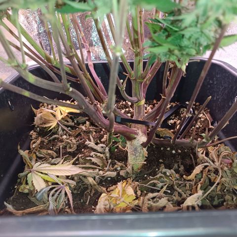 Gorilla Punch Auto 🦍🥊🚗 growlog photo: Erntemann Schneidmeyer ✂️🥦🌷