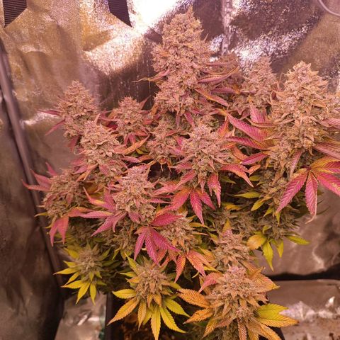 Gorilla Punch Auto 🦍🥊🚗 growlog photo: Mid-Harvest 🥲