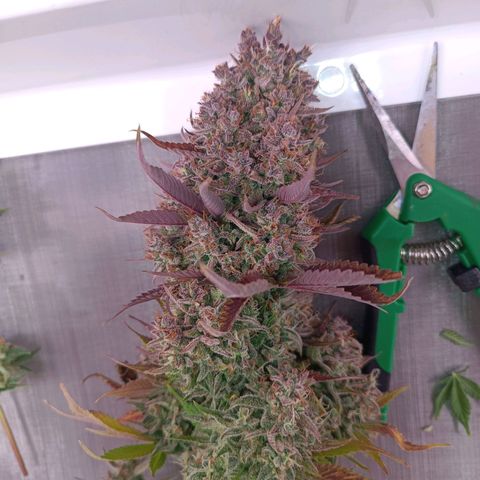 Gorilla Punch Auto 🦍🥊🚗 growlog photo: Top Bud 🔝🥦