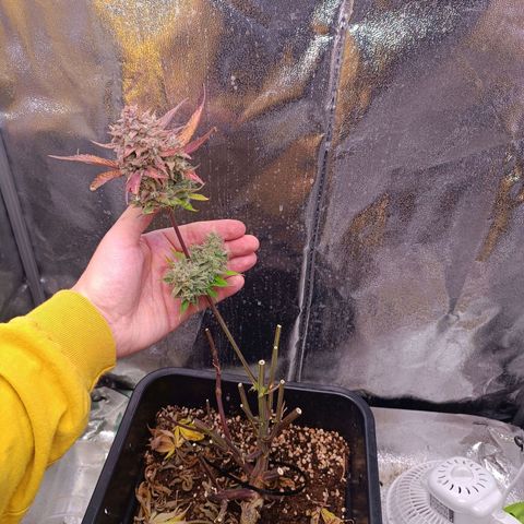 Gorilla Punch Auto 🦍🥊🚗 growlog photo: Der letzte Bud 🥲