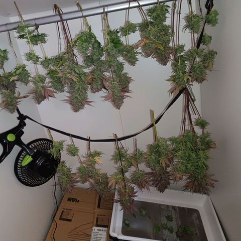 Gorilla Punch Auto 🦍🥊🚗 growlog photo: Just hanging around 🤷🏼