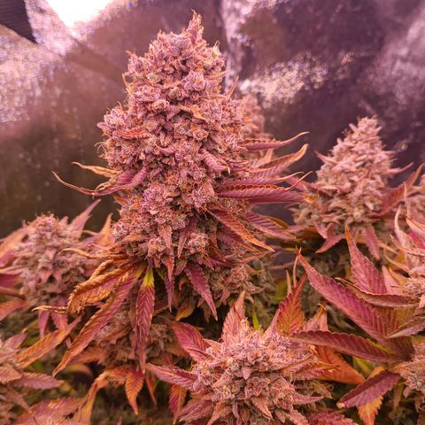 Gorilla Punch Auto 🦍🥊🚗 growlog timeline photo