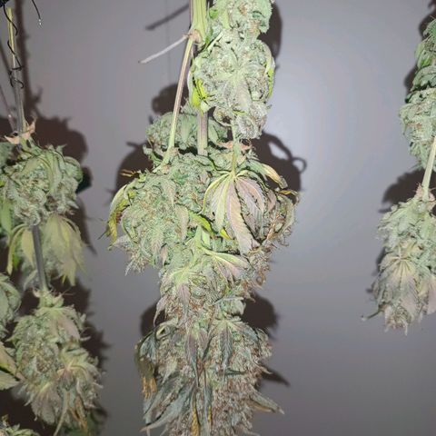 Gorilla Punch Auto 🦍🥊🚗 growlog photo: Bisschen Platz gemacht und Venti tiefer gehängt. Im Moment Geruch sehr heuig und die Blätter werden crisp 🍁