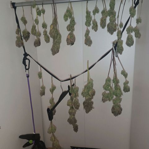 Gorilla Punch Auto 🦍🥊🚗 growlog photo: Bisschen Platz gemacht und Venti tiefer gehängt. Im Moment Geruch sehr heuig und die Blätter werden crisp 🍁