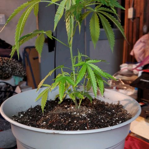 Unknown strain growlog photo