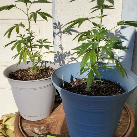 Unknown strain growlog photo