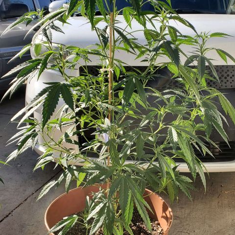 Unknown strain growlog photo